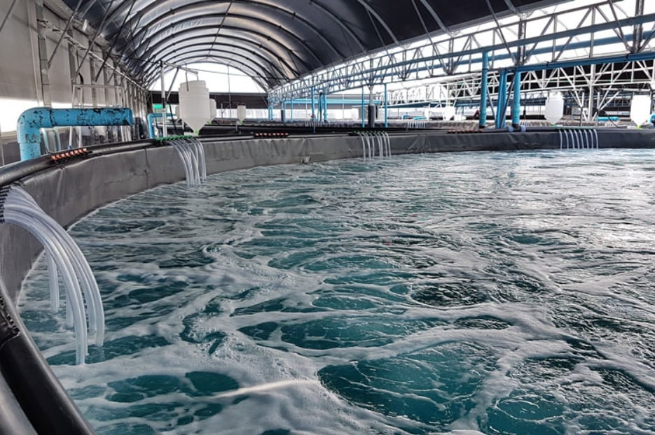 Từ RAS đến AI: Mở lối đi mới cho thủy sản