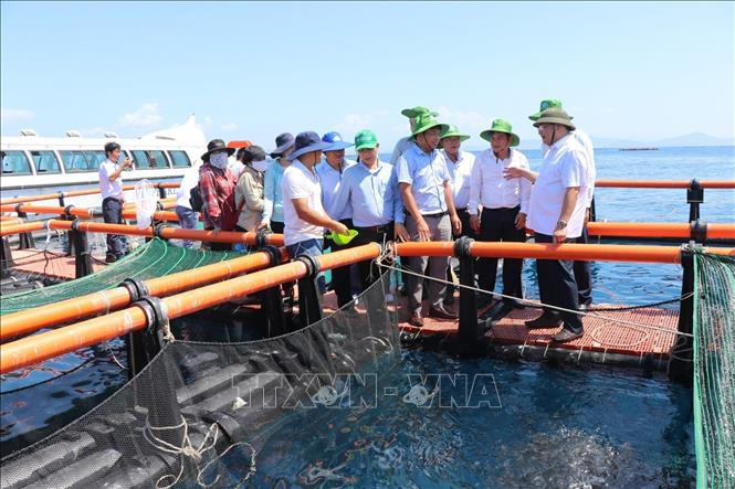 Phát huy thế mạnh nuôi biển của vùng Nam Trung Bộ