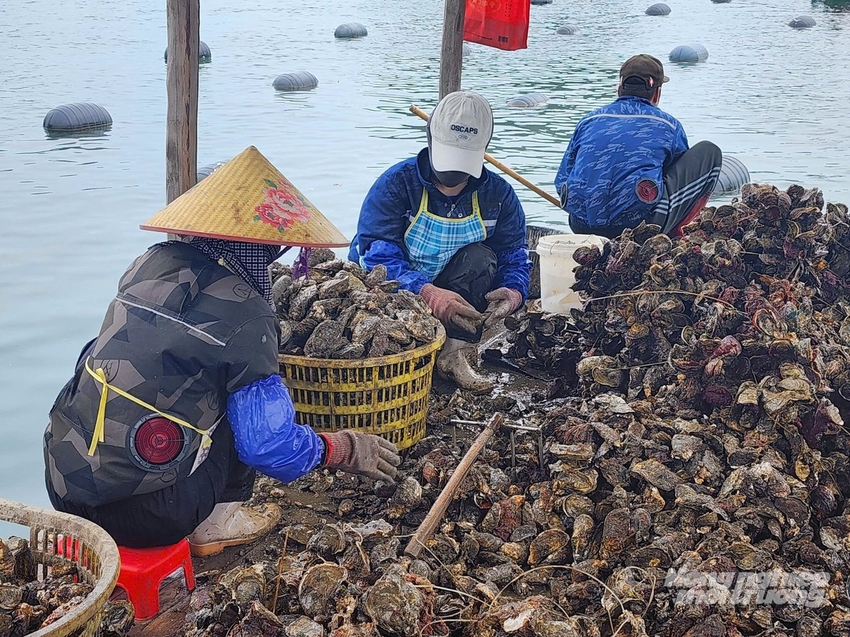 Gần 4.000 ha nuôi biển tại Quảng Ninh đã có chủ