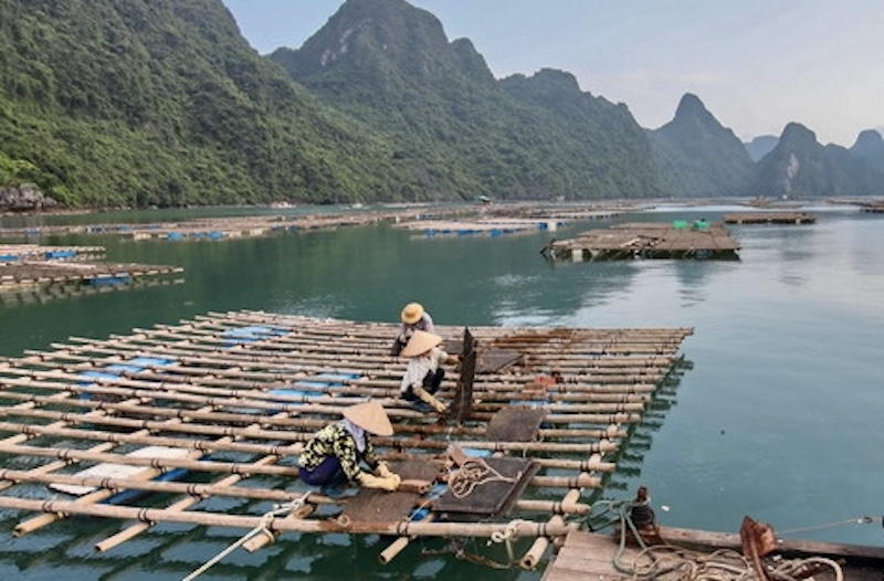 Quảng Ninh: Ứng dụng chuyển đổi số vào nuôi biển, kết hợp du lịch và bảo vệ môi trường