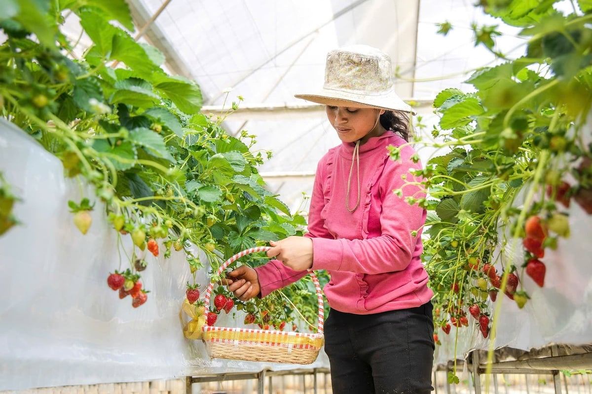 Quảng Ngãi mở không gian phát triển nông nghiệp, kinh tế biển