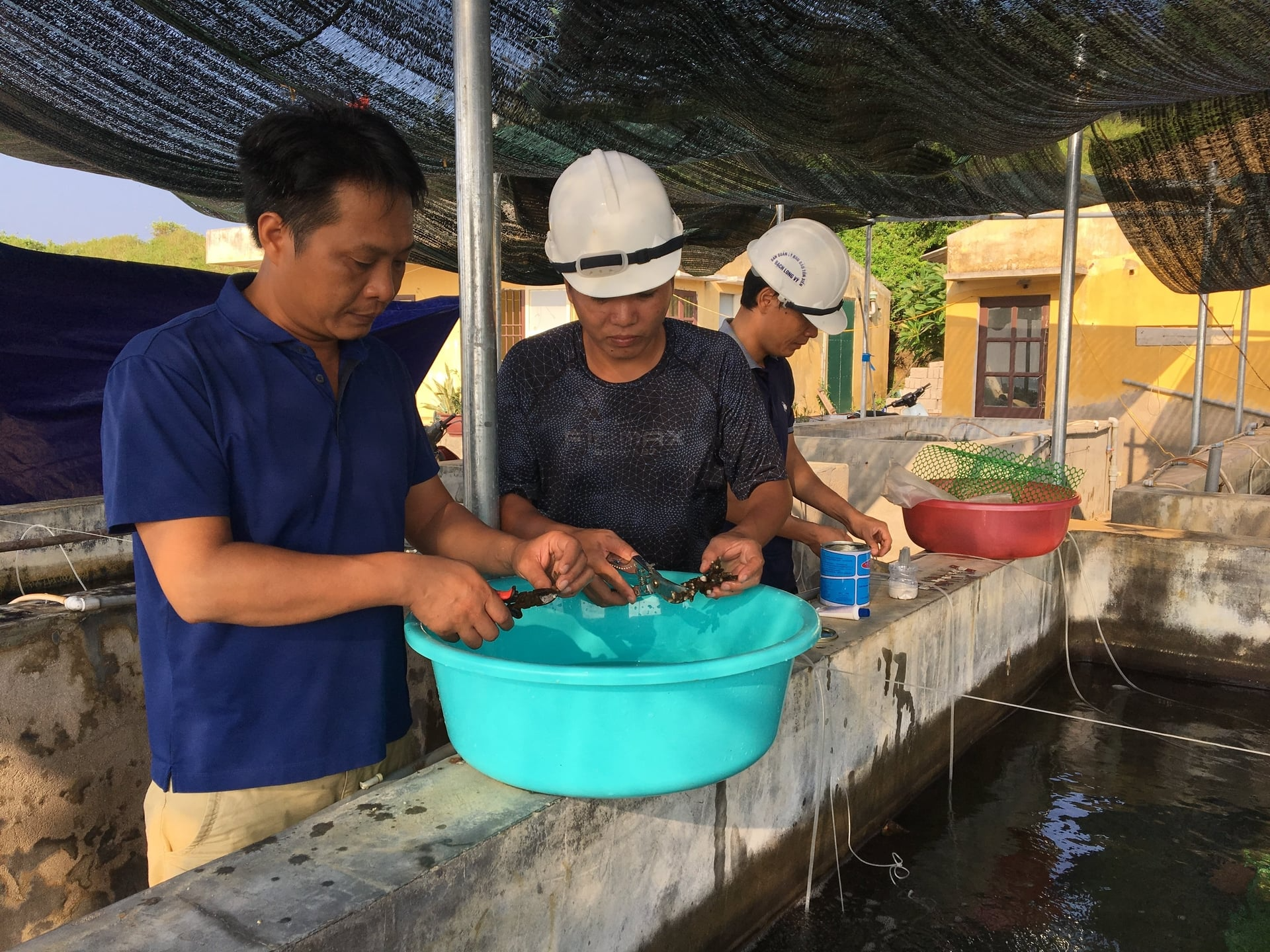 Nghiên cứu xây dựng quy trình sinh sản nhân tạo ốc đụn cái (đề tài triển khai từ năm 2017 - 2019 của Ban Quản lý Khu Bảo tồn biển Bạch Long Vĩ. Ảnh: Tư liệu.
