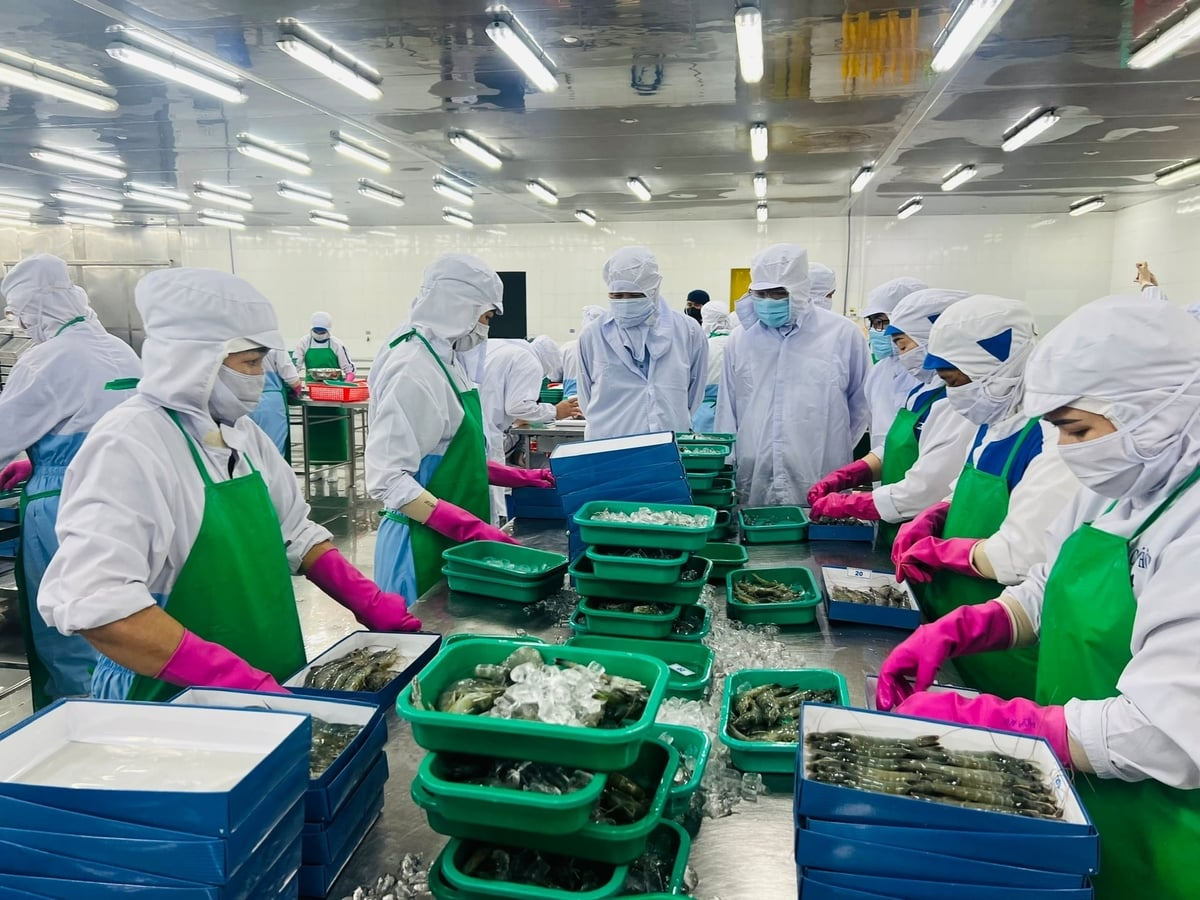 Năm 2025, xuất khẩu thủy sản Cà Mau đạt 2,5 tỷ USD, đóng góp lớn vào kỷ lục hơn 11 tỷ USD của cả nước. Ảnh: Trọng Linh.
